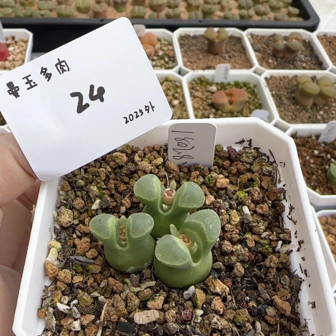 苡**多肉多肉多肉2025-024