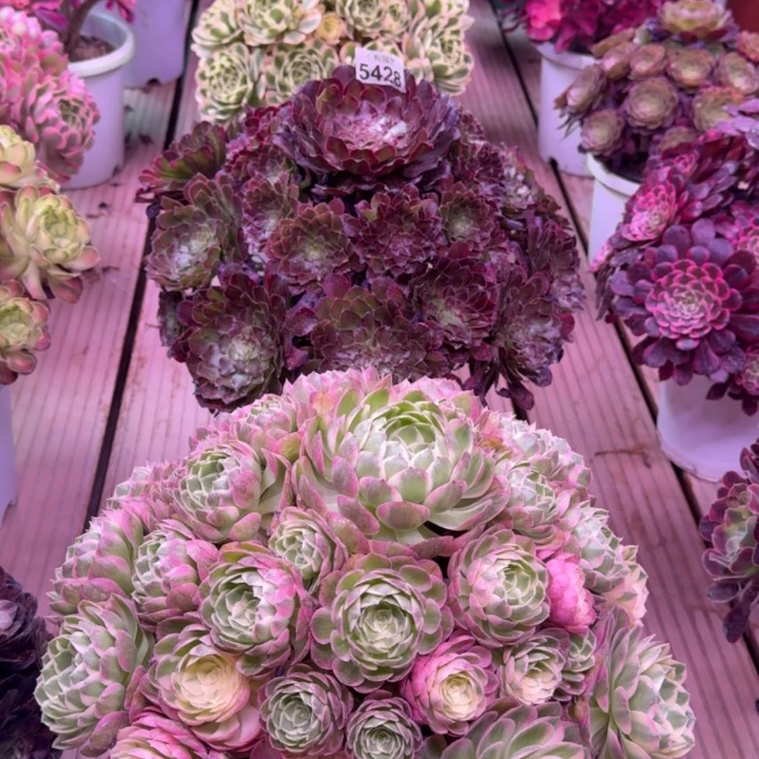 ?****糖多肉植物法师盆2个