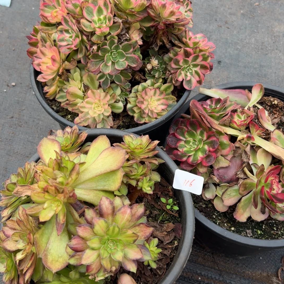 116三颗多肉嘻嘻嘻多肉