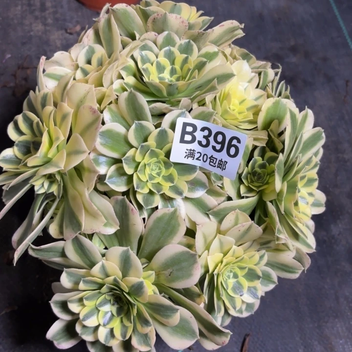 瑞妈一物一拍396