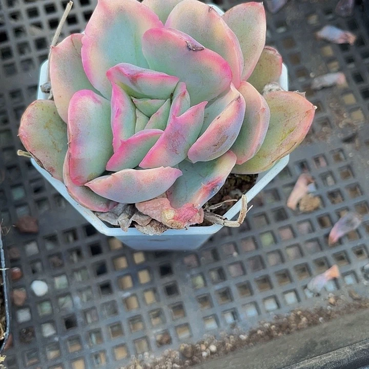 八角盆绮罗锦带盆