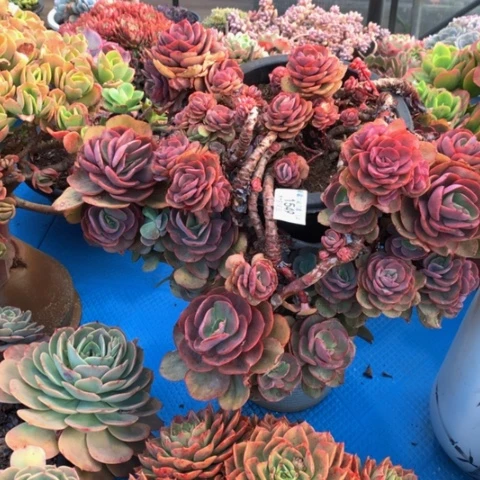 乐*1549秀妍多肉