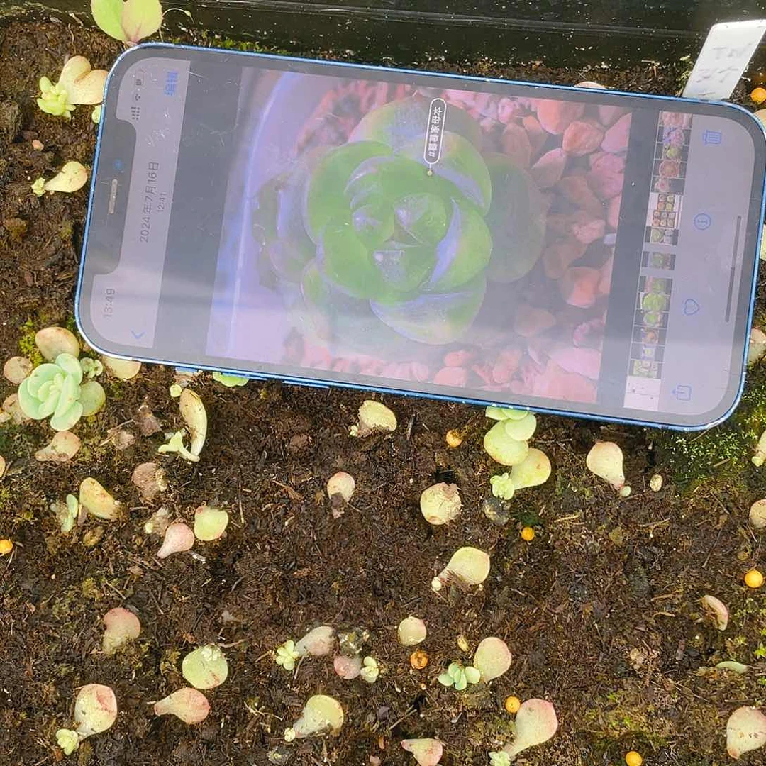 大宁T N 芝麻苗一个满25包邮