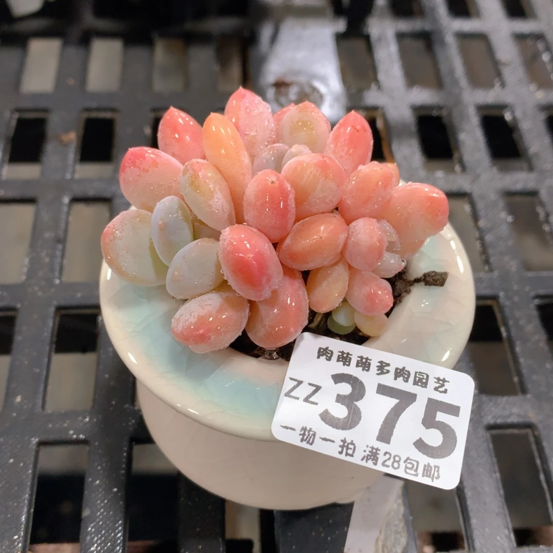 肉萌萌拇指盆精控多肉ZZ375