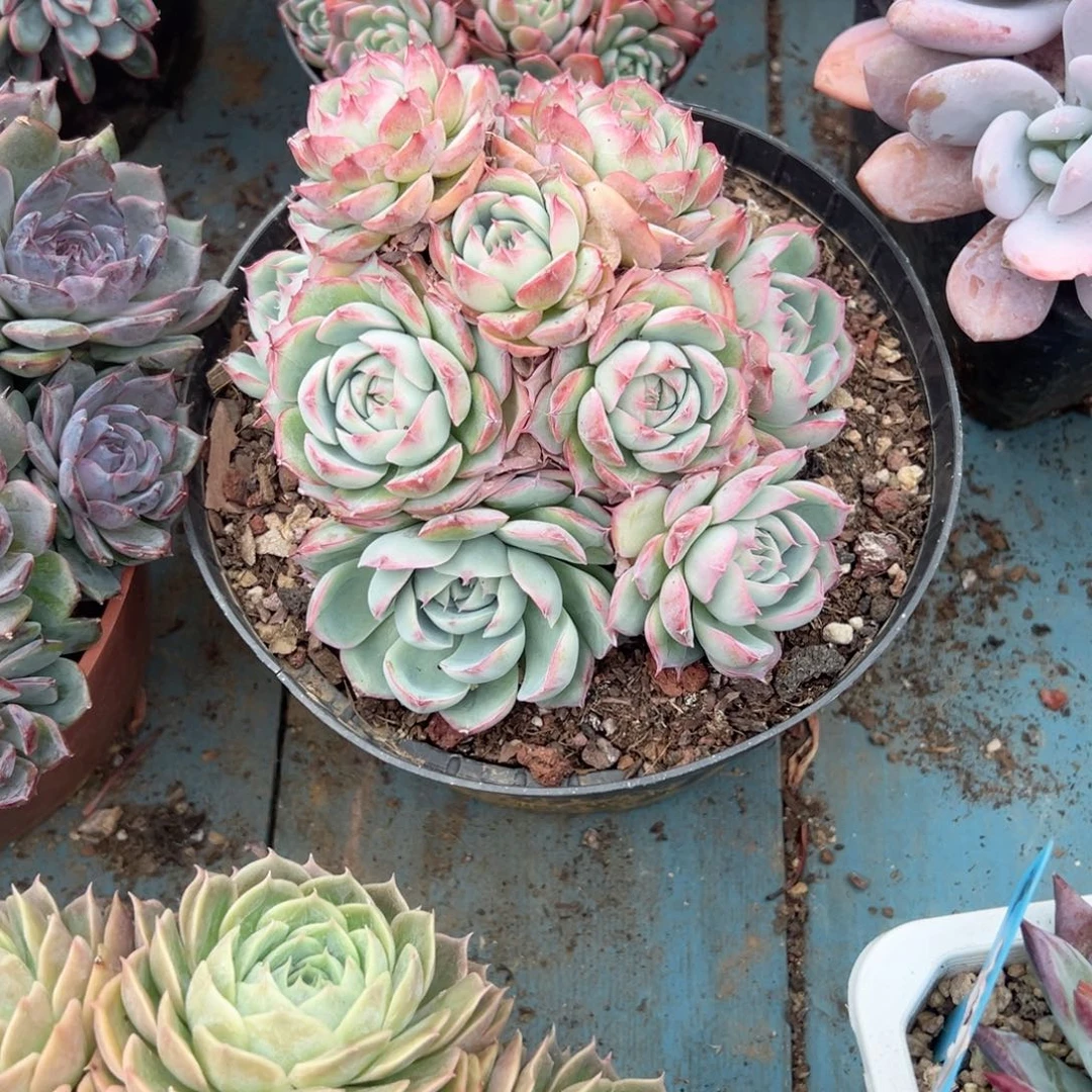 精品多肉植物老桩