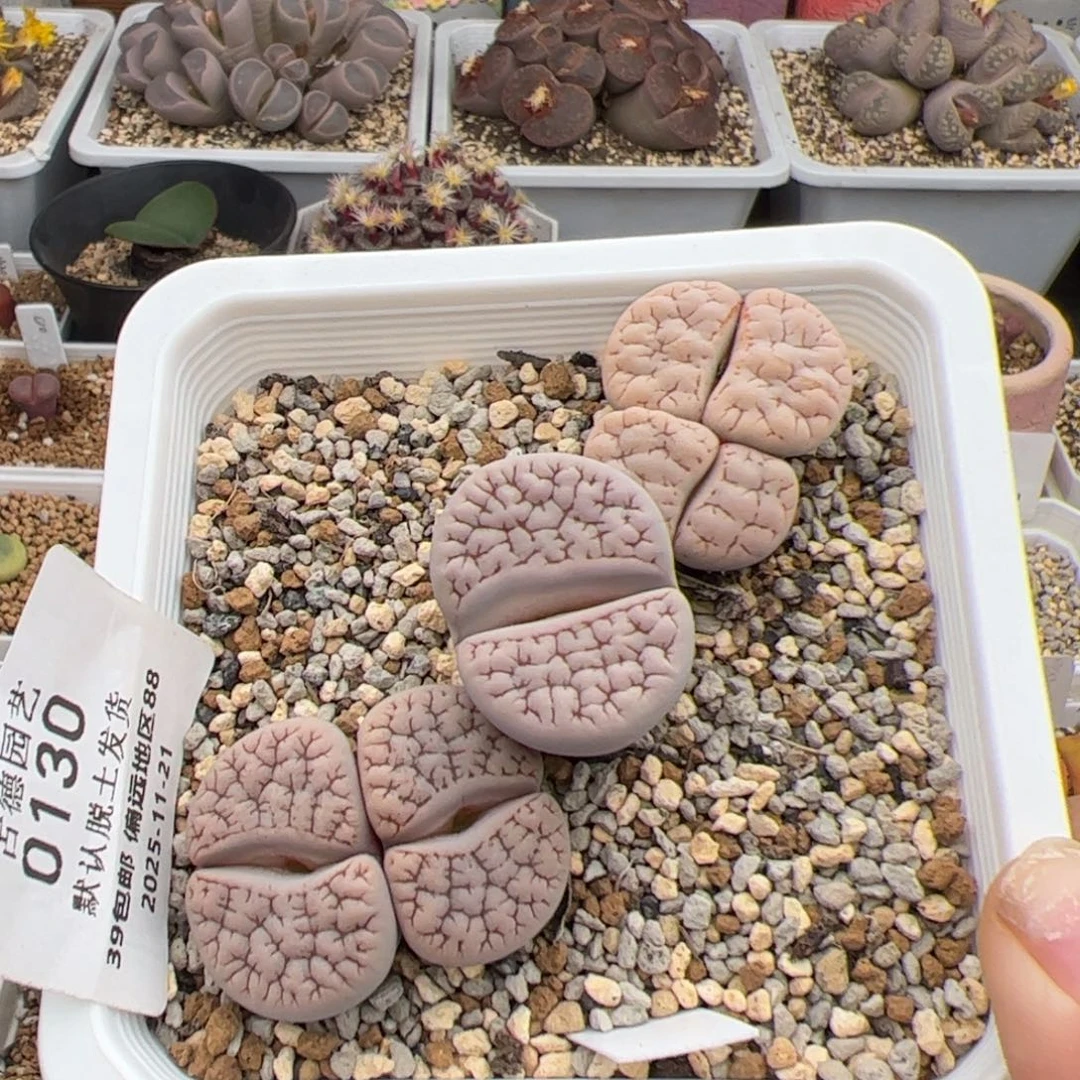 叮***噹0130号189 3颗 多肉植物 下播福利