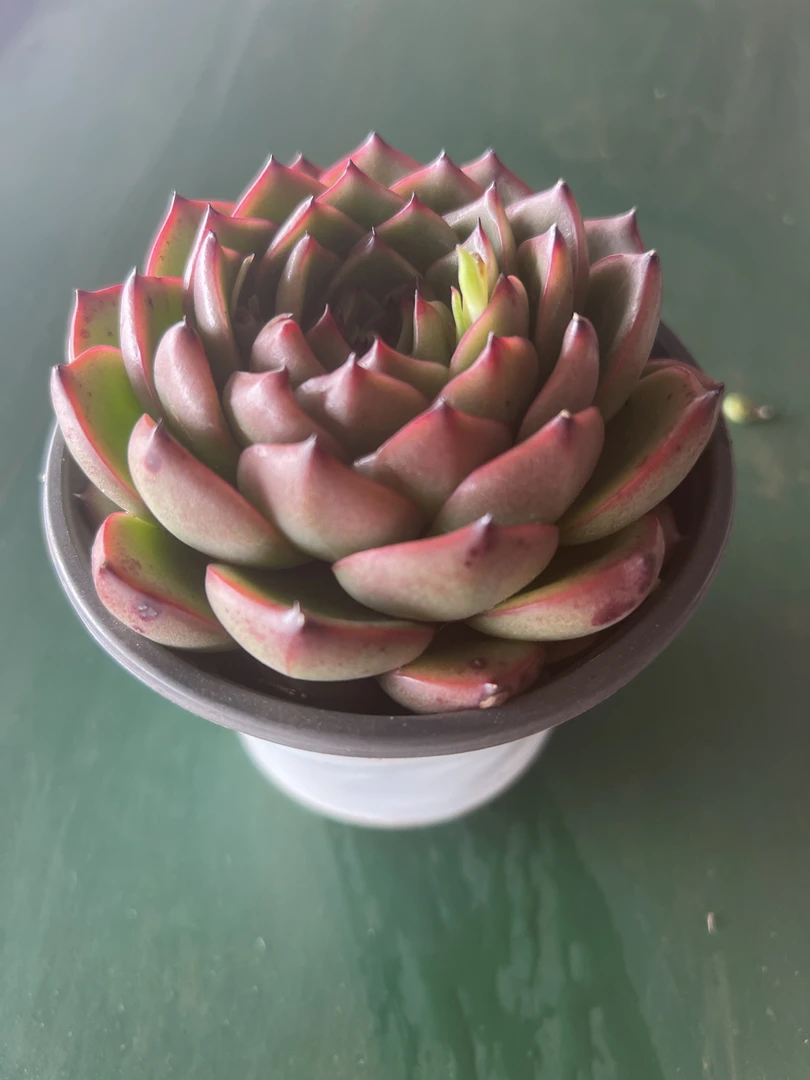 王小二多肉月亮石12杯冠幅10-12厘米多肉植物带基地原盆原土发货