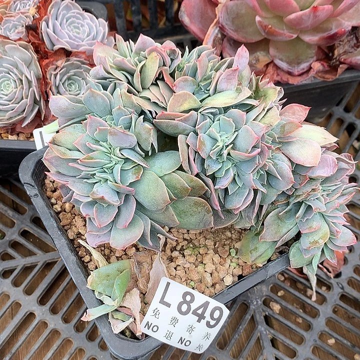 五****白玉兰缀化 断过 有虫