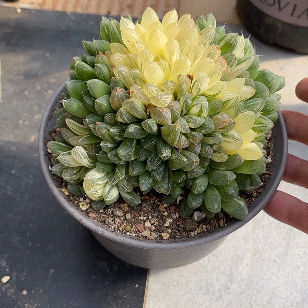 玉露锦一物一拍的下单包邮