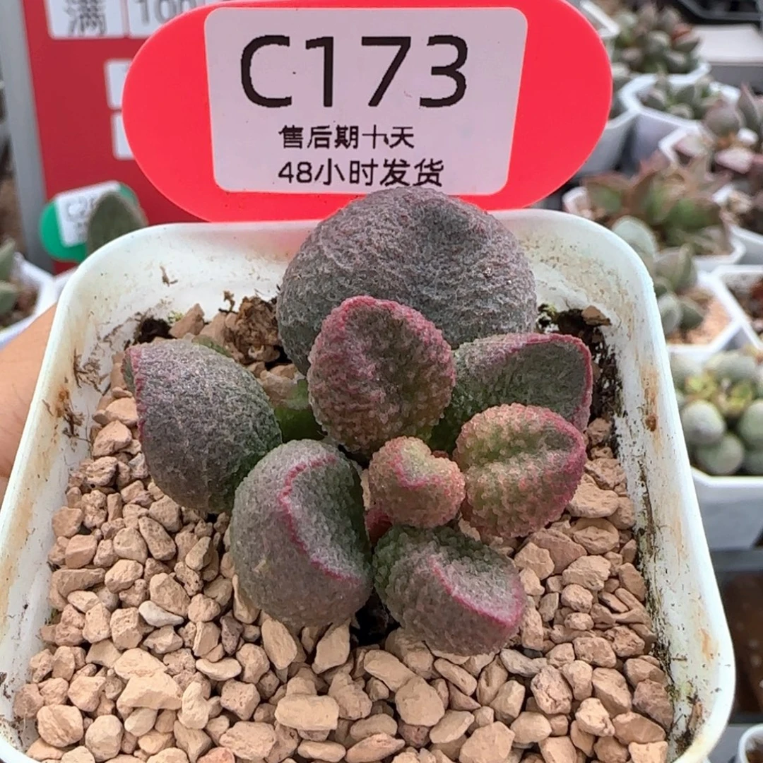 水蜜桃。   173。