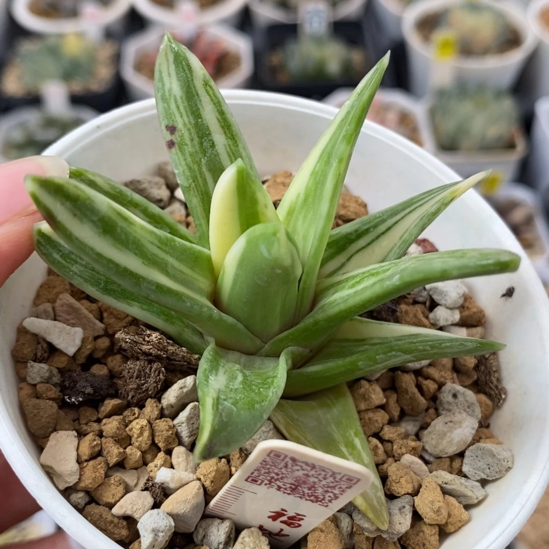 596瑞鹤锦一物一拍