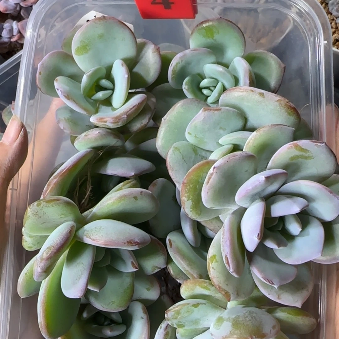 10颗韩版奶茶单头一物一拍4