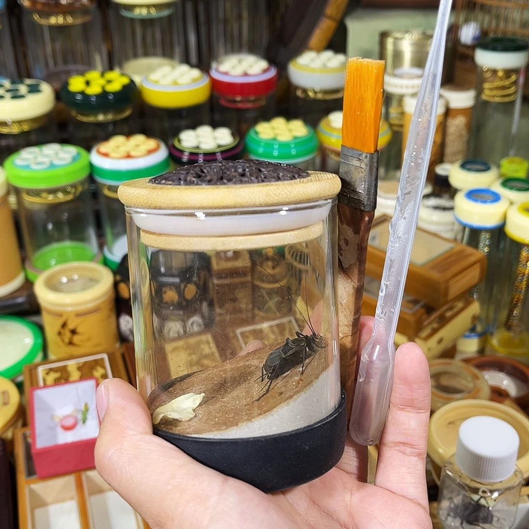 蟋蟀黑虫叫罐+麒麟