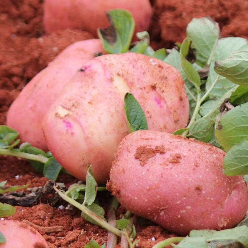 红皮土豆黄心内蒙沙地土豆新鲜现挖产地直发5斤10斤洋芋马铃薯