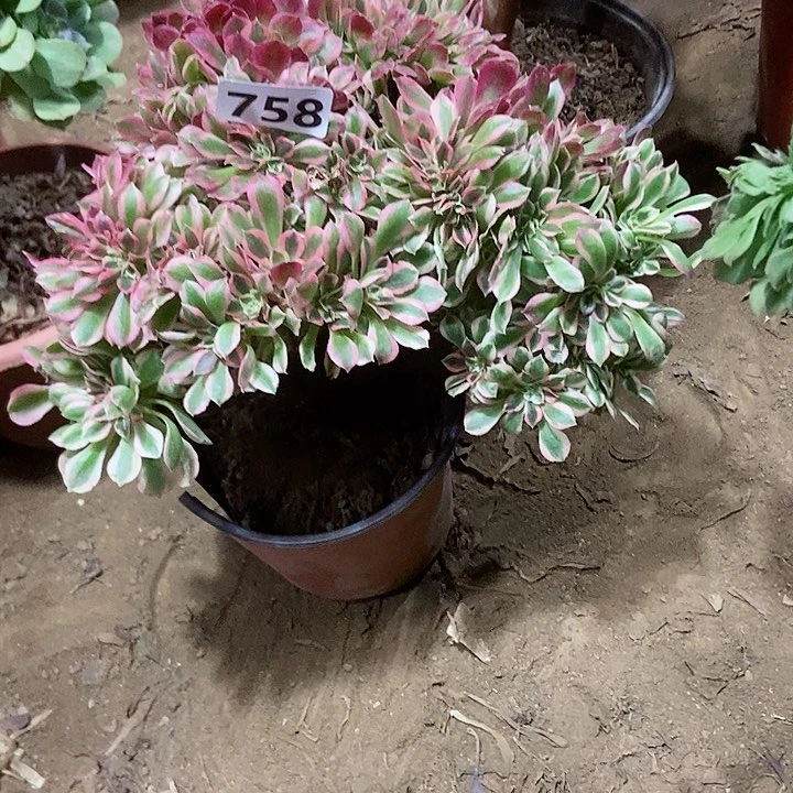 758粉女郎缀化老板子法师