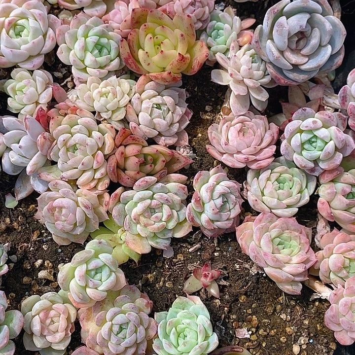 102 多肉植物盆栽花卉盆栽