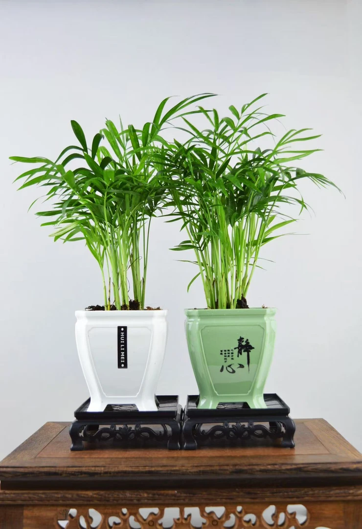 袖珍椰子植物花卉盆栽室内绿植桌面好物网红高级批发直播无发财树