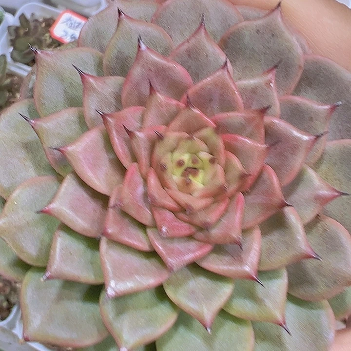 大神迪19包邮多肉植物