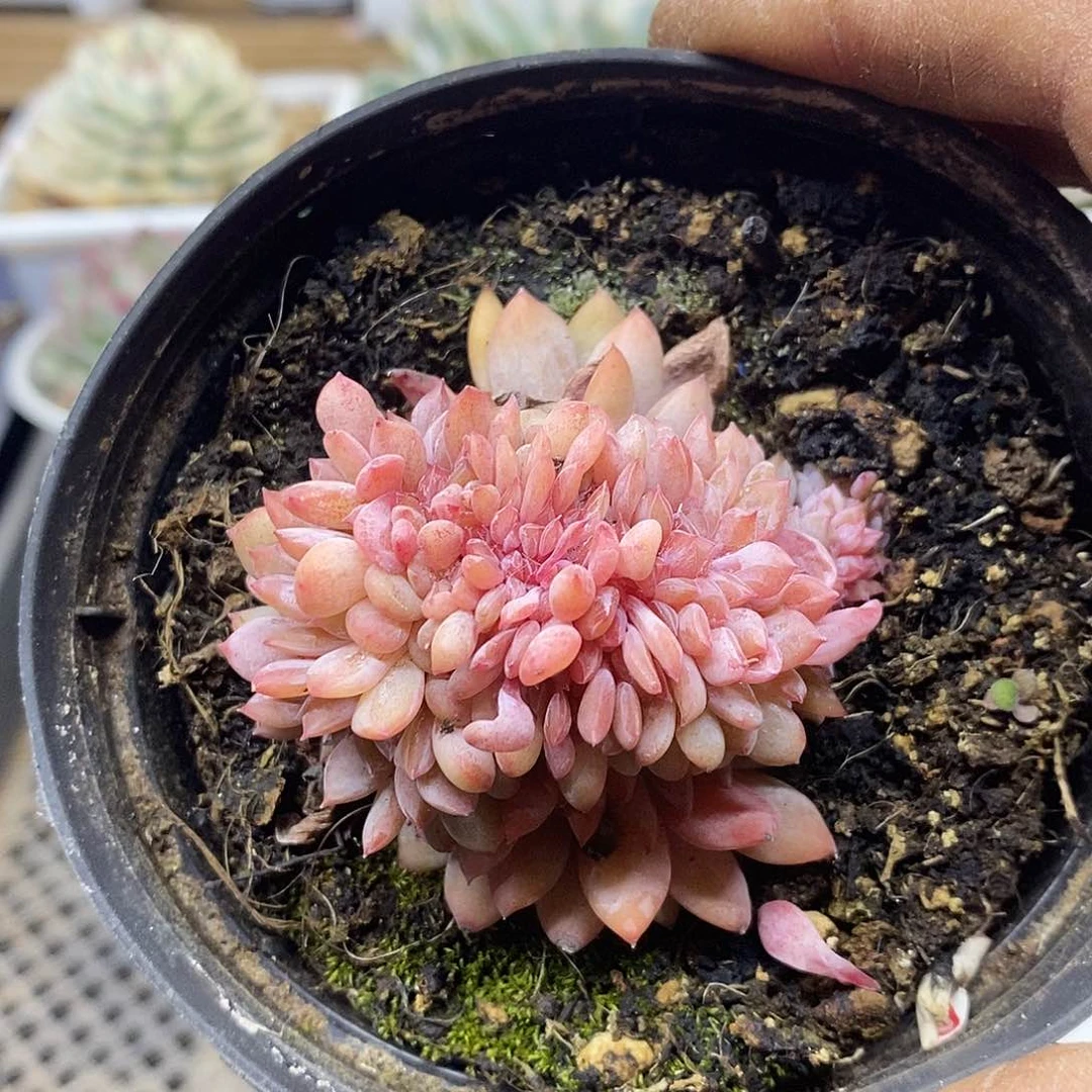 0577 星影缀化多肉