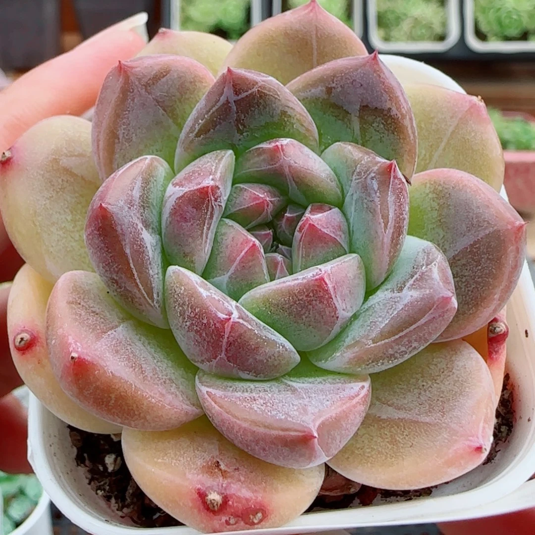 花语逸镜0924-15糖心