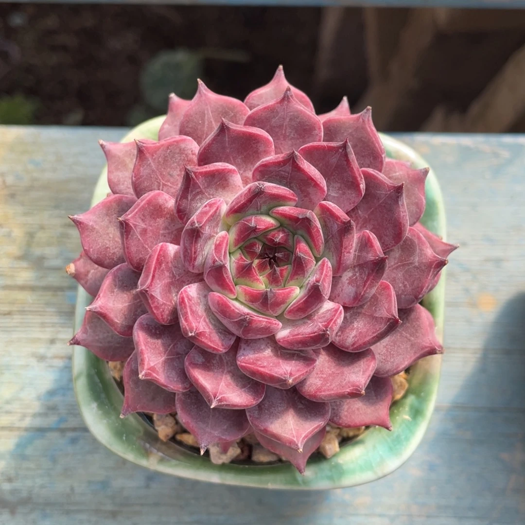 东云杂交单头老桩