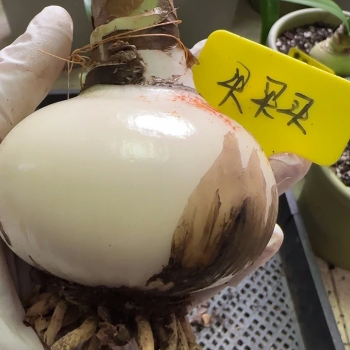 无花朵买买买8裸球发货