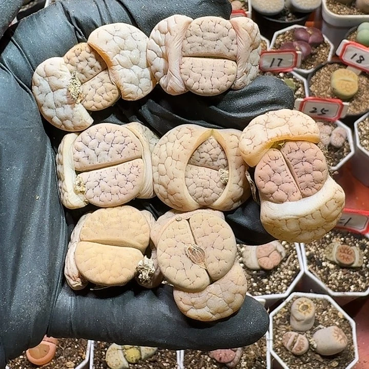 T*c生石花22:：：。   156