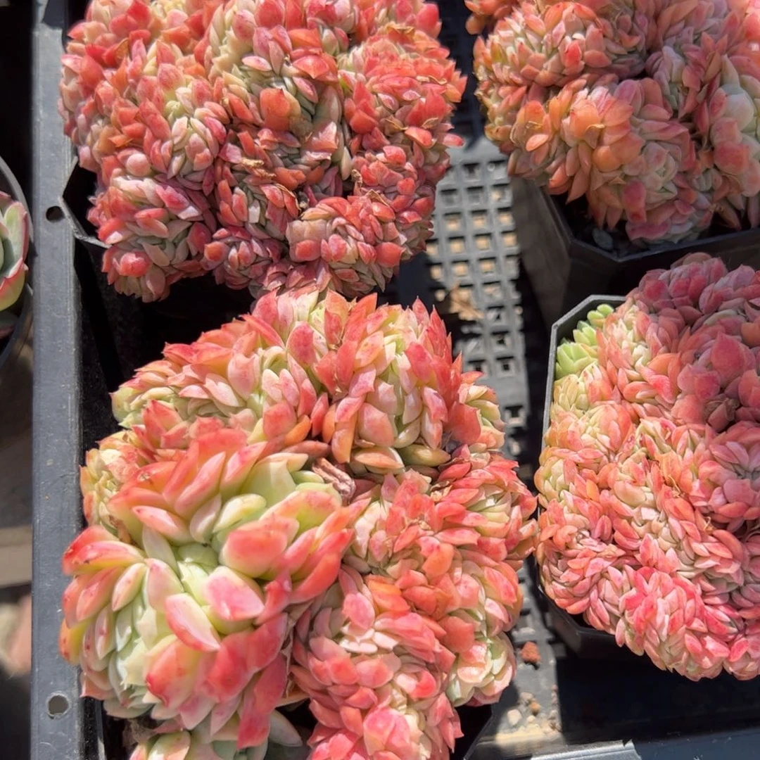 香水贝瑞多肉植物精品