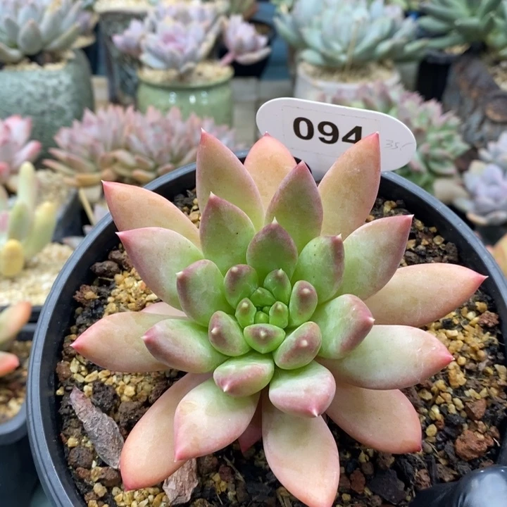 049号，美人新品，434646