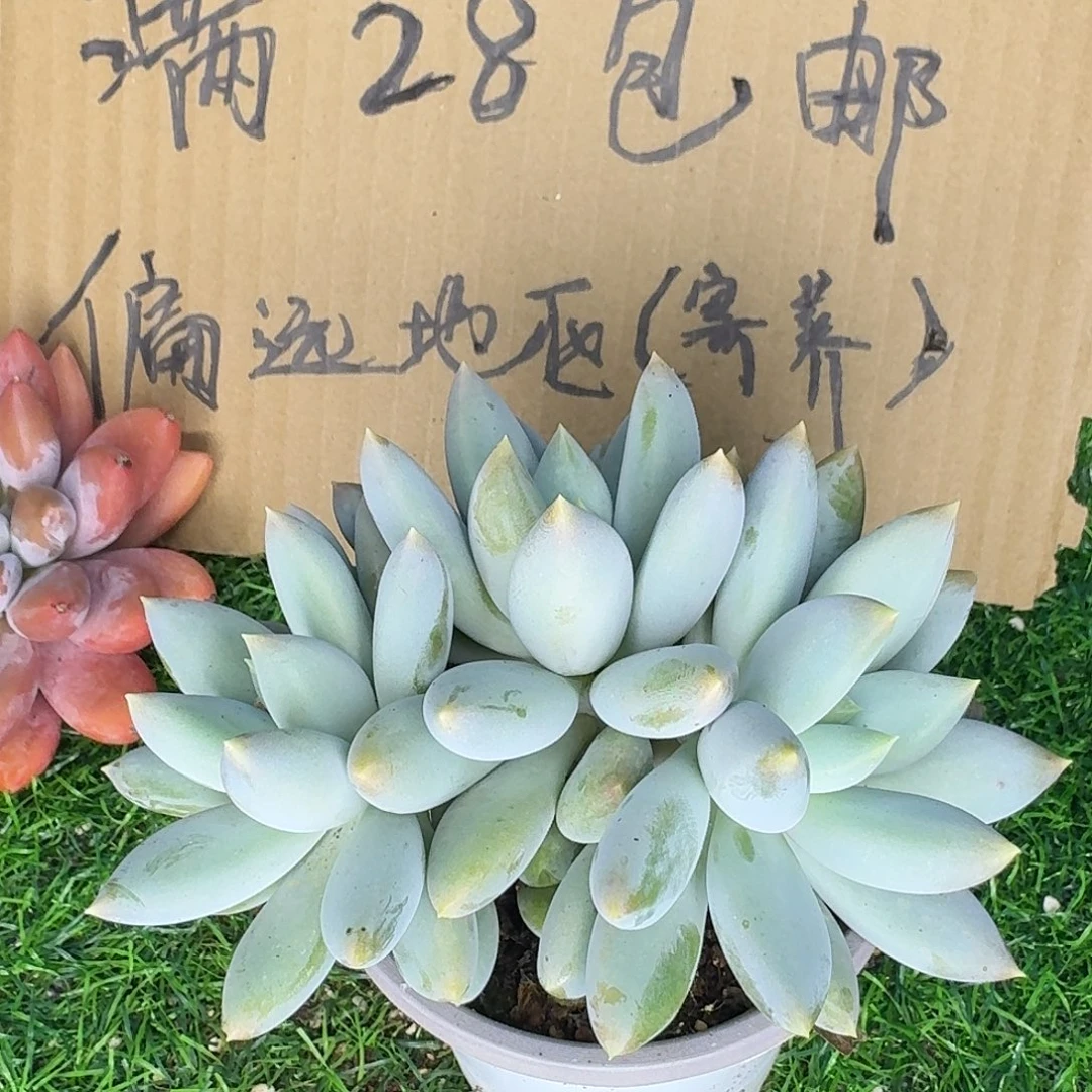 云南多肉小栈665胖体哥特