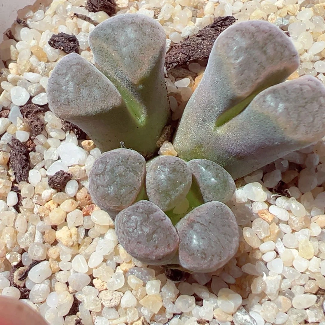 720-222多肉多肉变异白窗