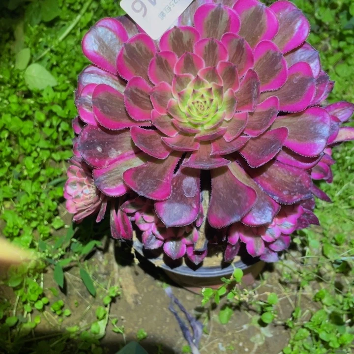 9549白月光多肉植物