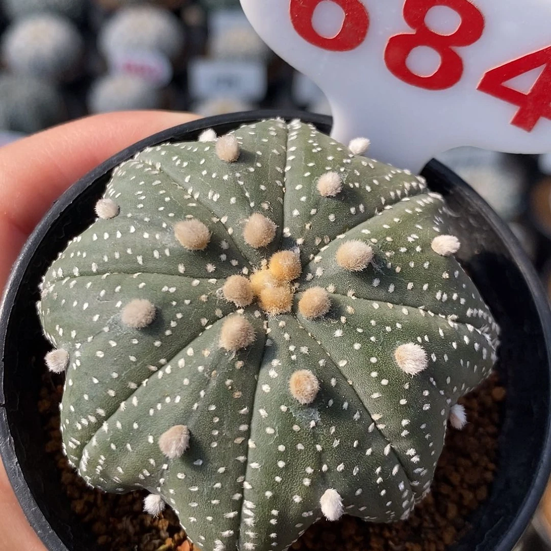684海星兜系列福利来