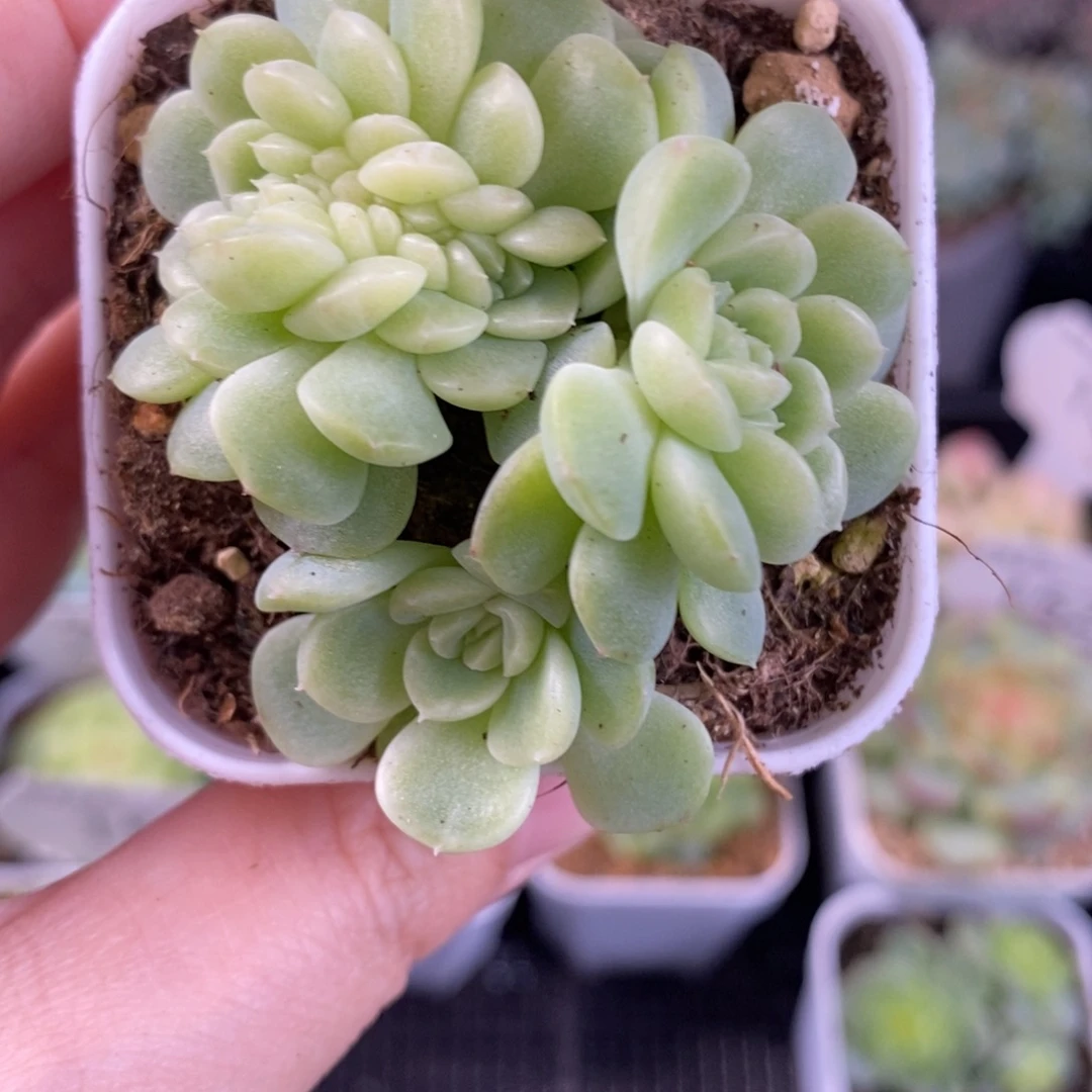 纸鸢缀化一颗154号