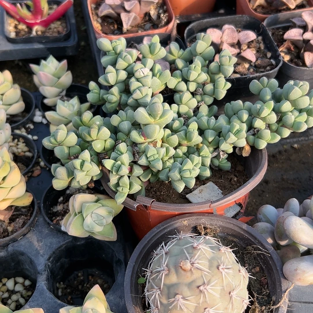 多肉植物鹿角海棠