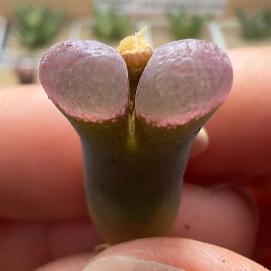 干疤特价一颗美风铃18。