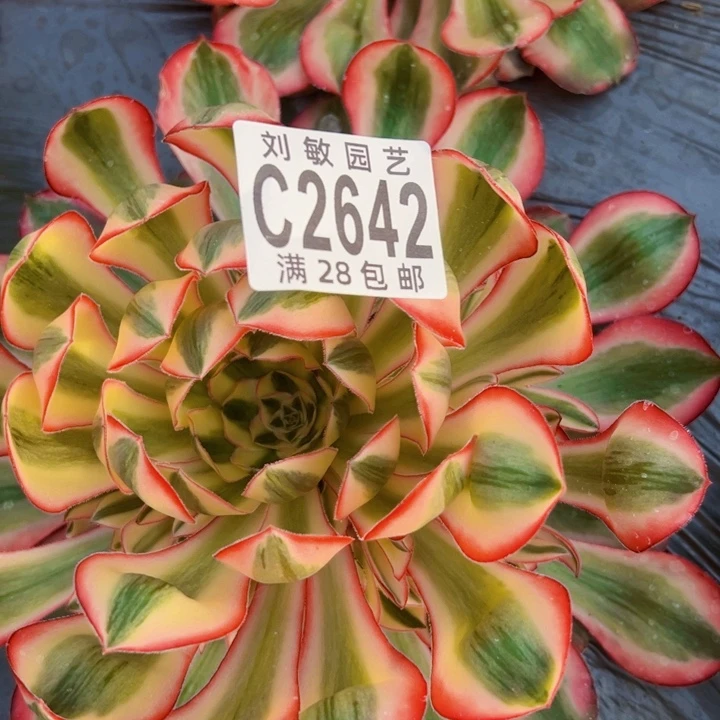 爱丽丝多肉植物法师2642