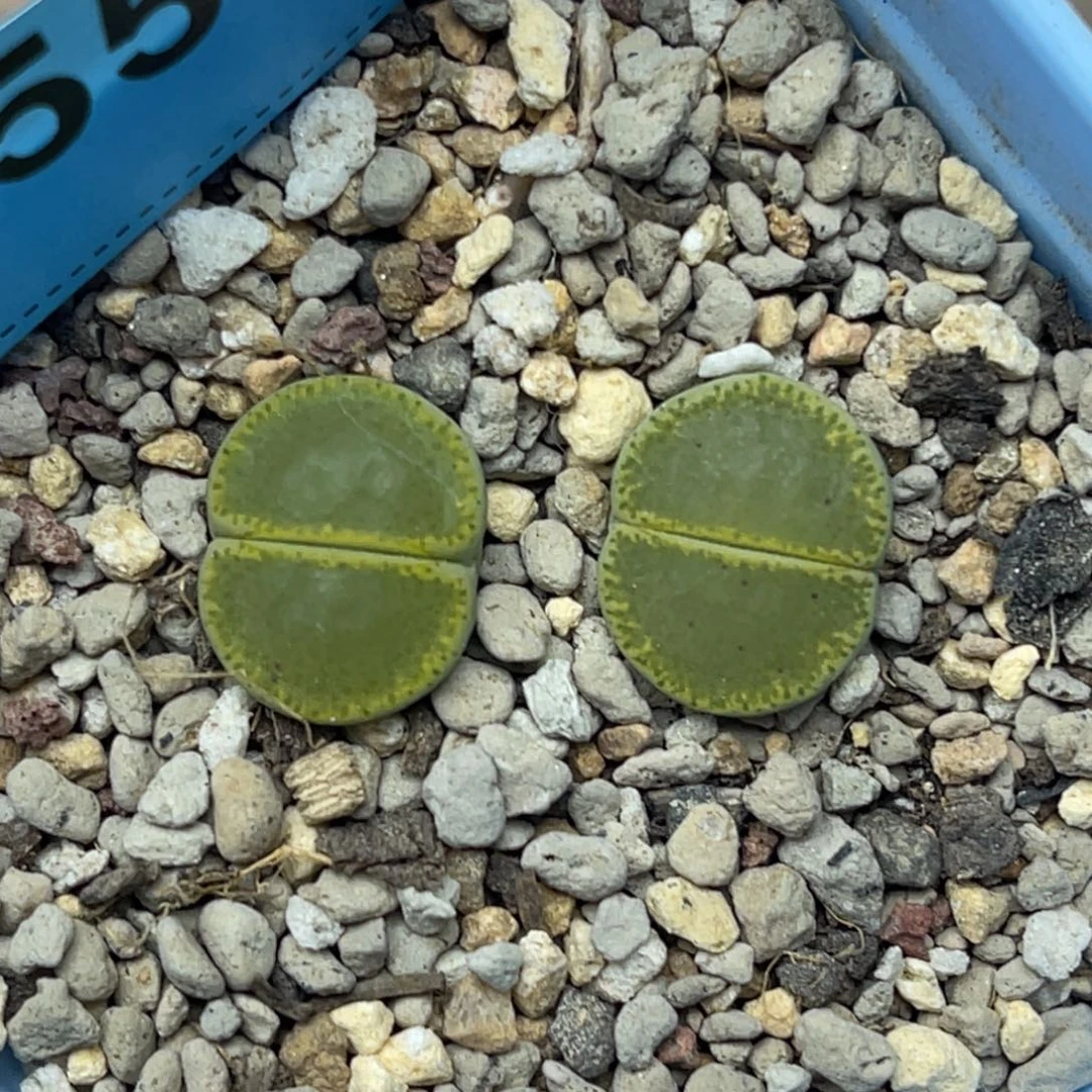 4553gt绿帽子两颗