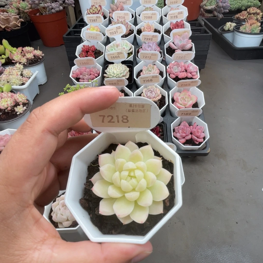 ❥***Q7218白桃汽水 4.5厘米