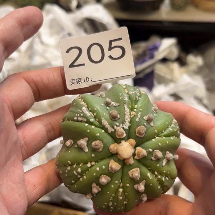 嘤***嘤兜星球仙人球205号球