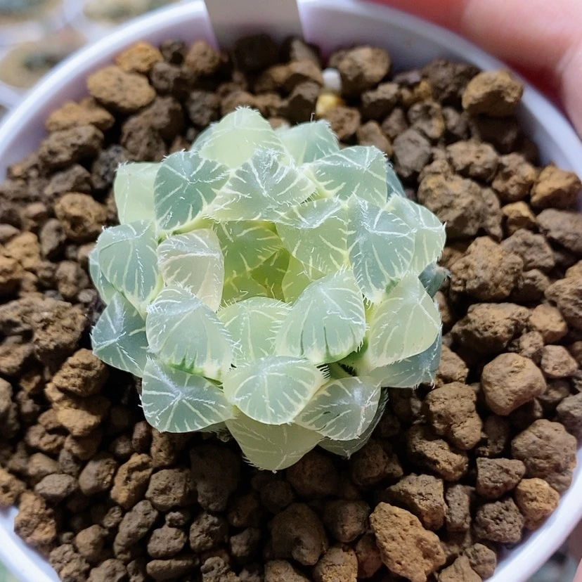 【闪购商品】36糊斑白赤玉露锦