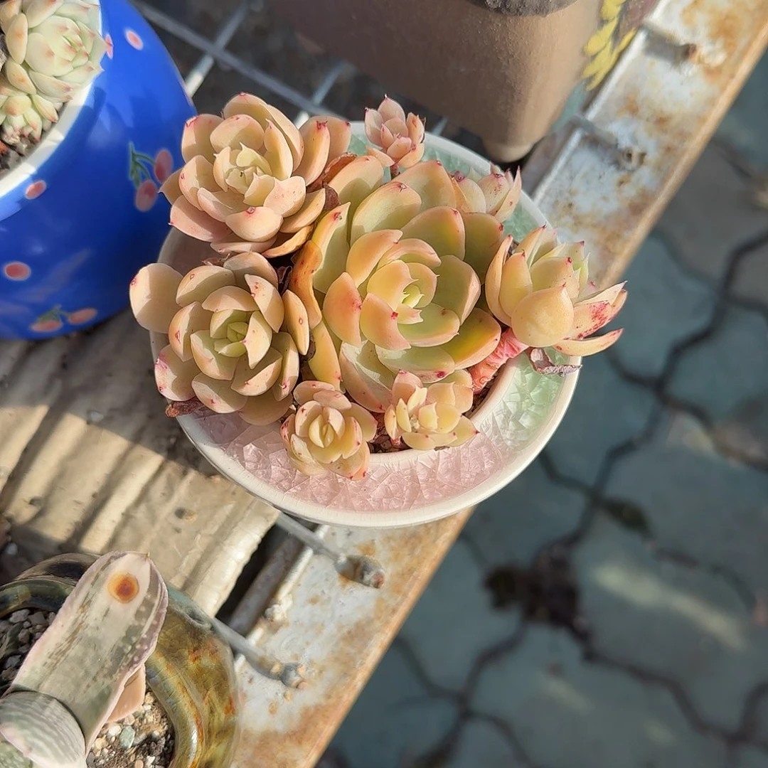 丝绸秒杀带盆多肉植物