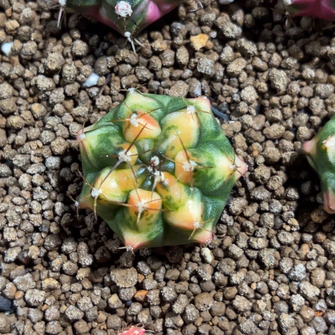 猫眼侧芽自根脱土发货