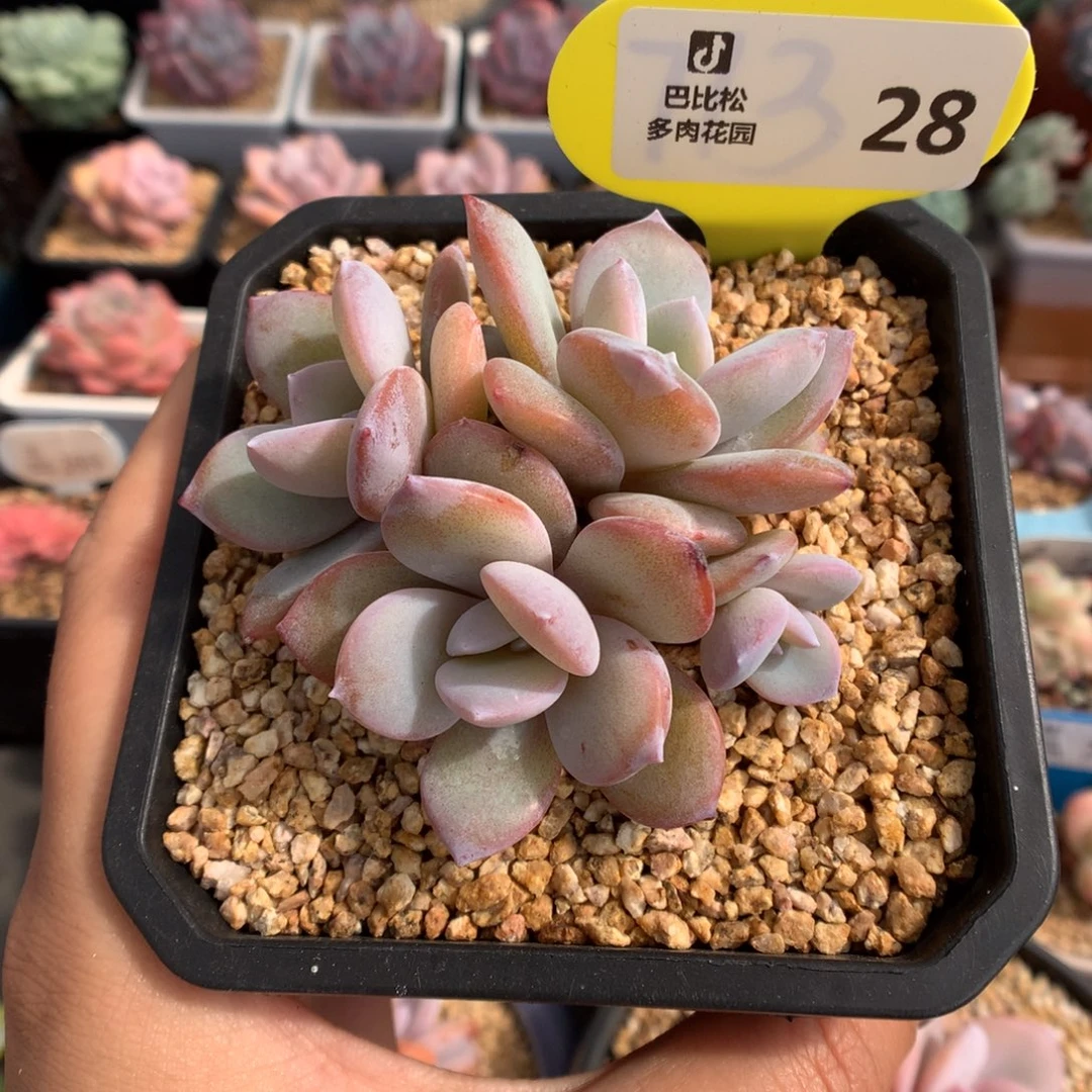 28四头奶茶多肉植物