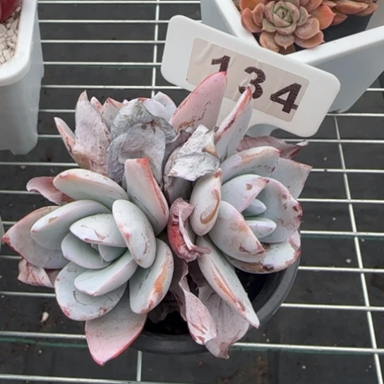134 一物一拍多肉