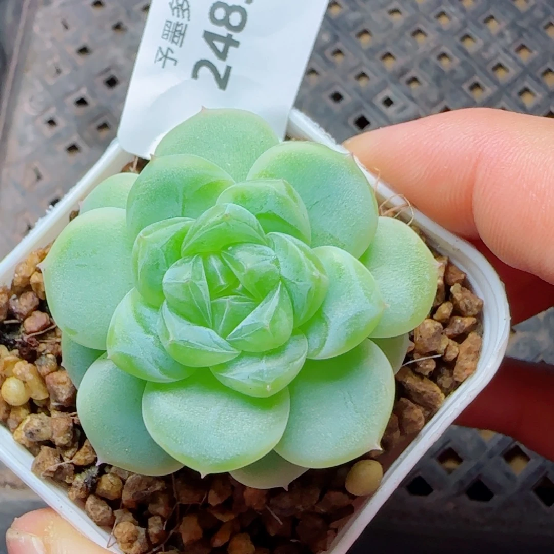 白体财富密码，2483多肉植物