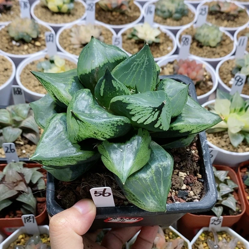 【闪购商品】56裹般若
