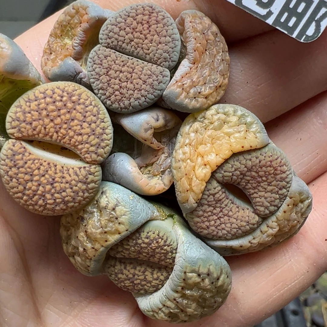 【闪购商品】268……