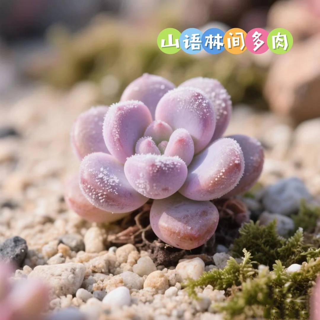 山语林间多肉0号链接
