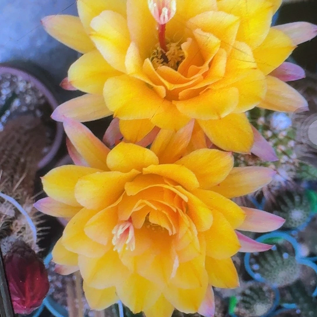 法一侧芽5公分歪头